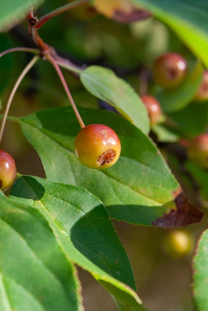 红牌风波引 红牌风波引